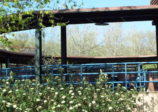 Abandoned Teacups at Six Flags St. Louis