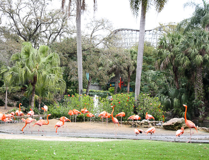 Busch Gardens Tampa, Tampa, Florida