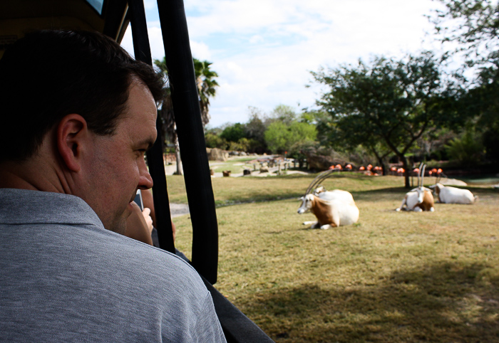 Rhino Rally at Busch Gardens Tampa, Tampa, Florida