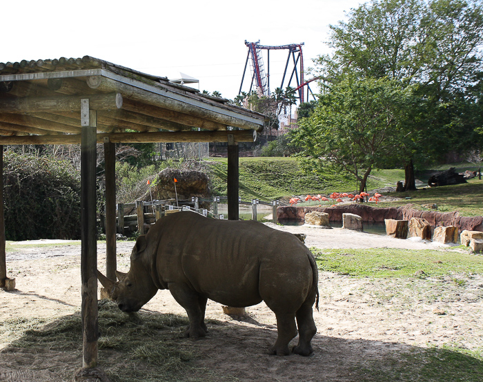 Rhino Rally at Busch Gardens Tampa, Tampa, Florida