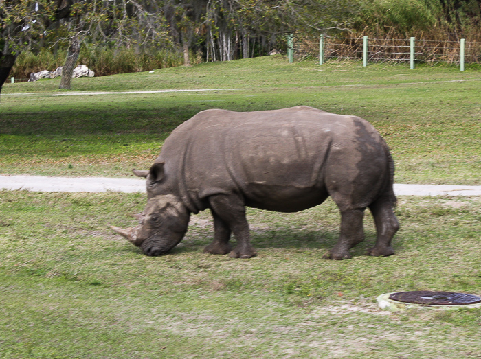 The Serengeti Express at Busch Gardens Tampa, Tampa, Florida