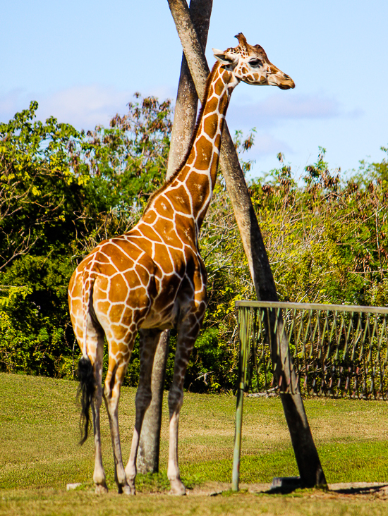 Busch Gardens Tampa, Tampa, Florida