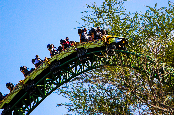 The Cheetah Hunt roller coaster at Busch Gardens Tampa, Tampa, Florida