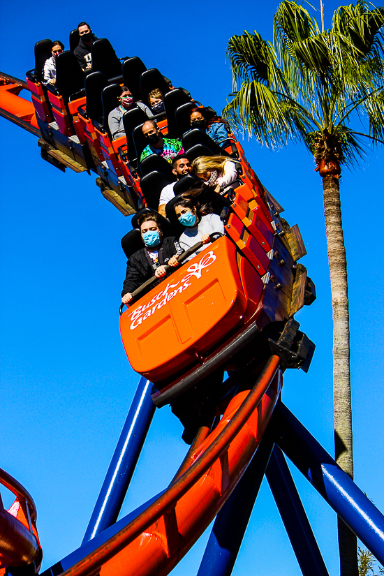 The Anton Schwarzkopf designed Scorpion Roller Coaster at Busch Gardens Tampa, Tampa, Florida