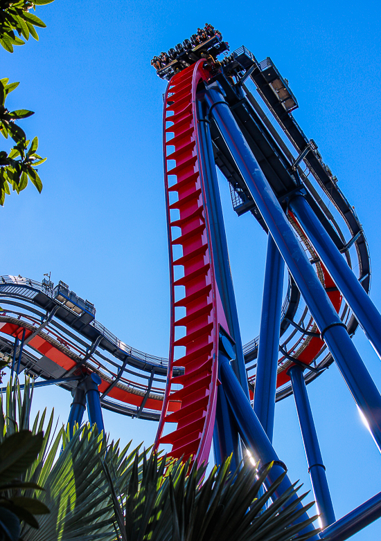 The Bolliger & Mabillard designed SheKra dive roller coaster at Busch Gardens Tampa, Tampa, Florida