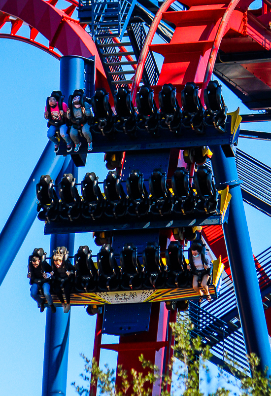 The Bolliger & Mabillard designed SheKra dive roller coaster at Busch Gardens Tampa, Tampa, Florida