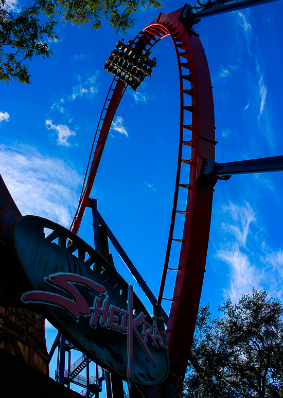 The Bolliger & Mabillard designed SheKra dive roller coaster at Busch Gardens, Tampa, Florida