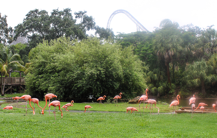 Busch Gardens Tampa, Tampa, Florida