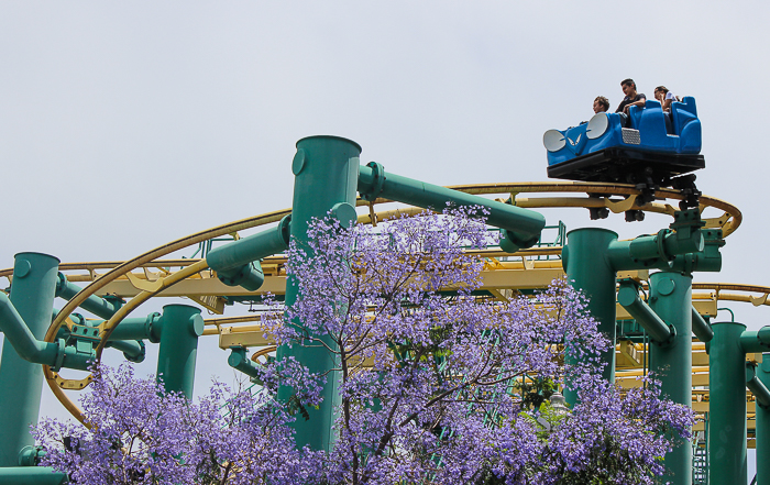 The Psycho Mouse Roller coaster at California's Great America, Santa Clara, California