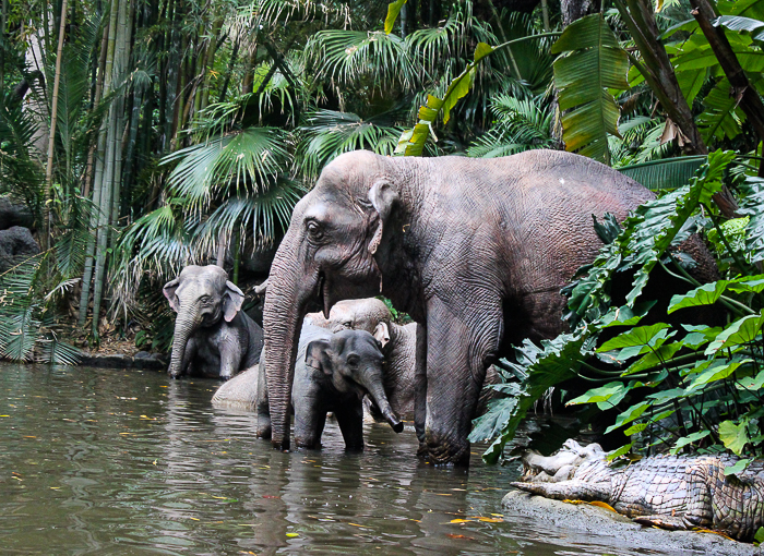 The Jungle Cruise at Disneyland, Anaheim, California