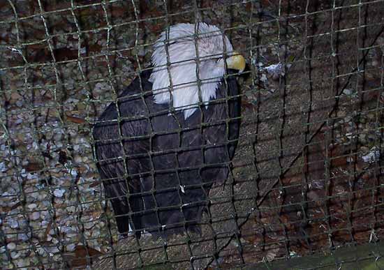 A Bald Eagle At Dollywood's Eagle Mountain Sanctuary