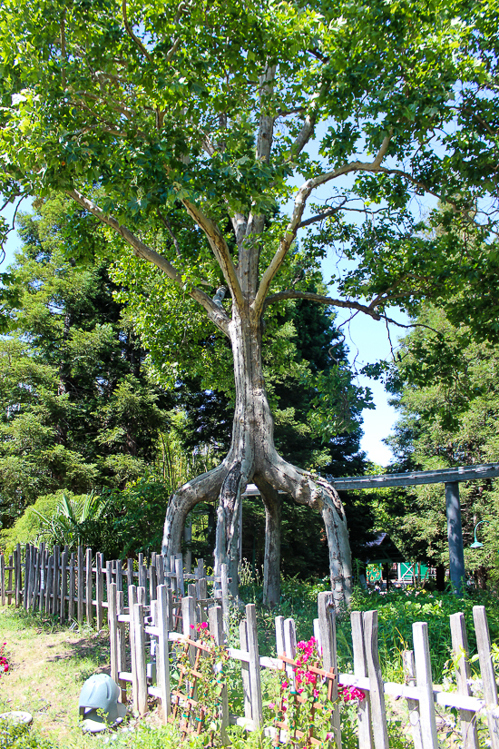 Gilroy Gardens, Gilroy, California