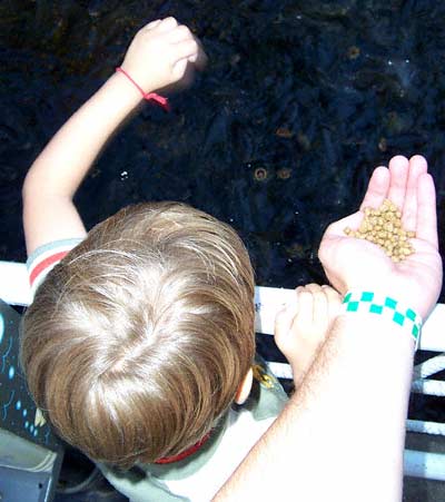 Feeding the Fish at Indiana Beach, Monticello, Indiana