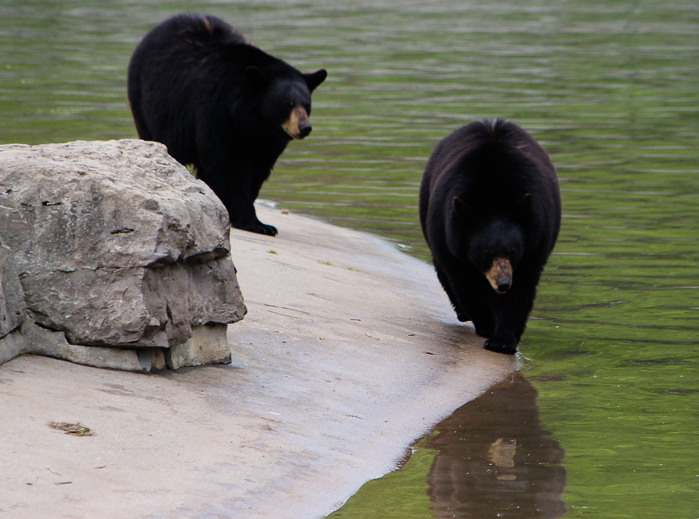 Marineland of Canada, Niagara Falls, Ontario