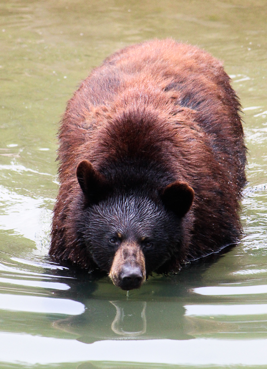 Marineland of Canada, Niagara Falls, Ontario