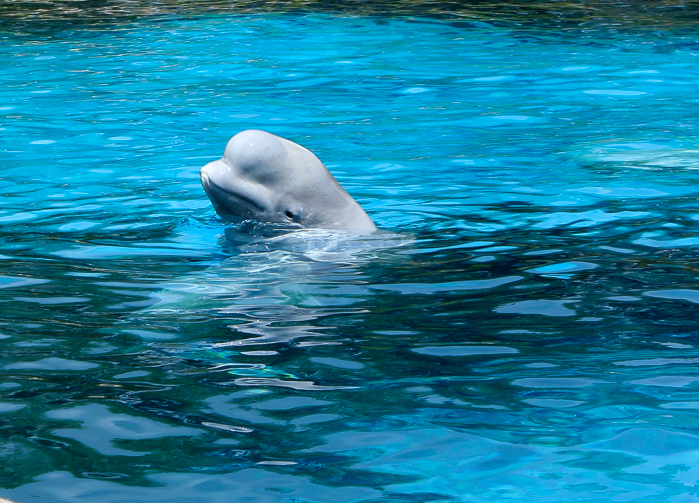 Marineland of Canada, Niagara Falls, Ontario