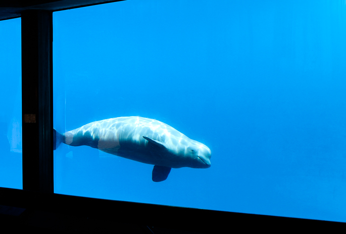 Marineland of Canada, Niagara Falls, Ontario