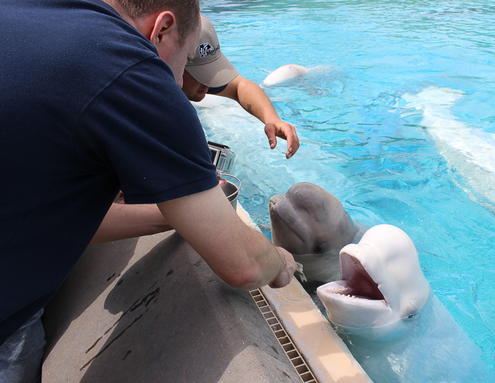 Marineland of Canada, Niagara Falls, Ontario