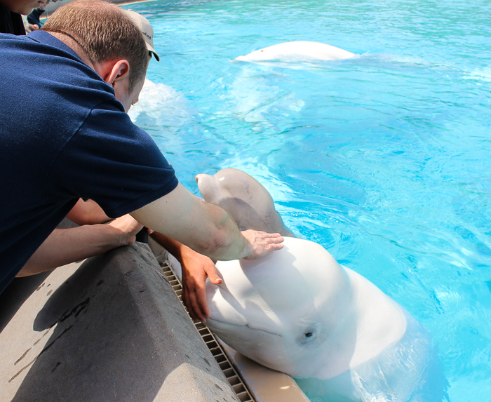 Marineland of Canada, Niagara Falls, Ontario