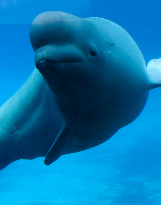 Marineland of Canada, Niagara Falls, Ontario