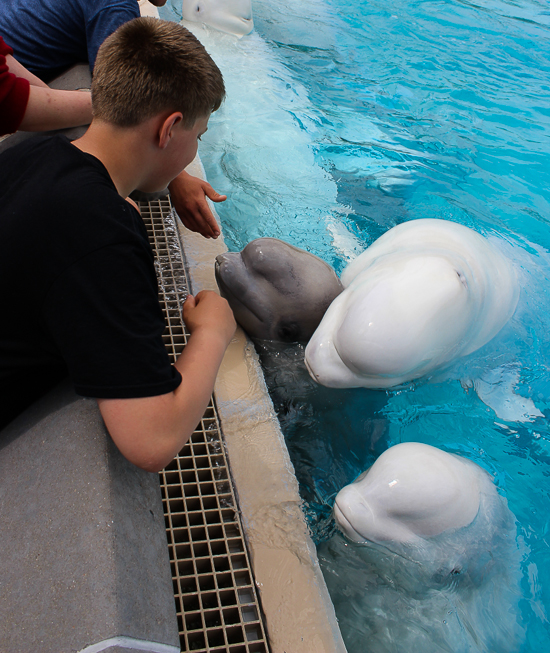 Marineland of Canada, Niagara Falls, Ontario