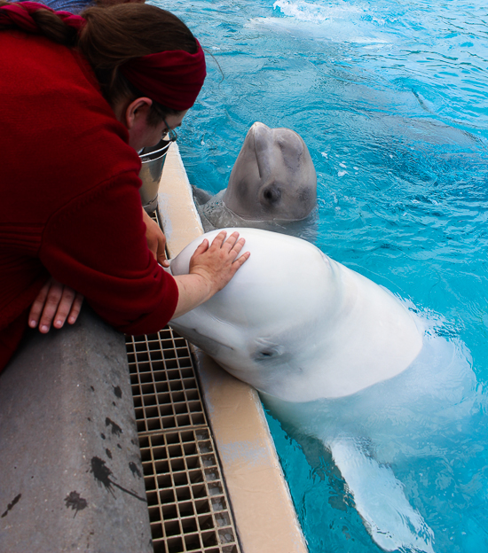 Marineland of Canada, Niagara Falls, Ontario