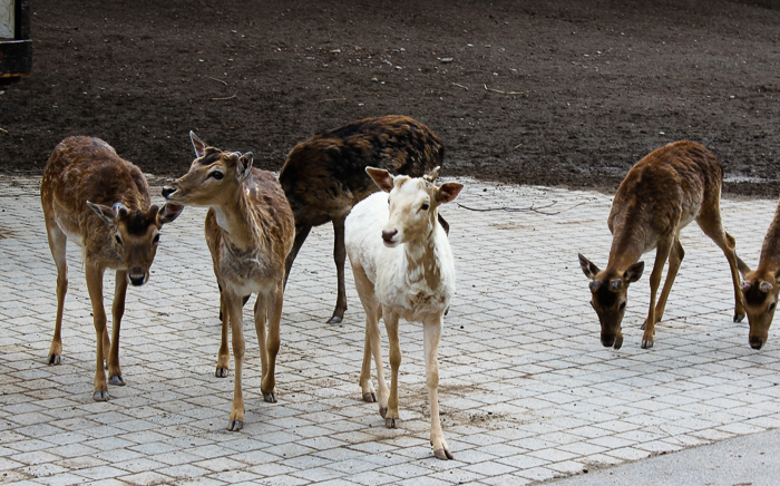 Marineland of Canada, Niagara Falls, Ontario