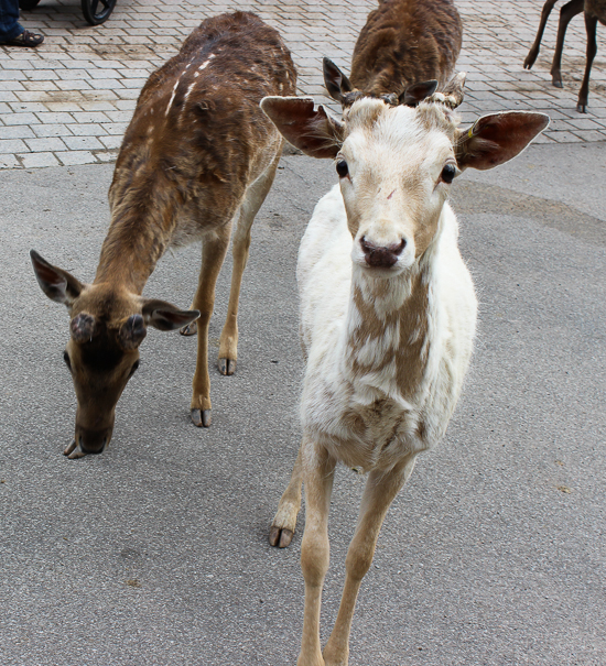 Marineland of Canada, Niagara Falls, Ontario