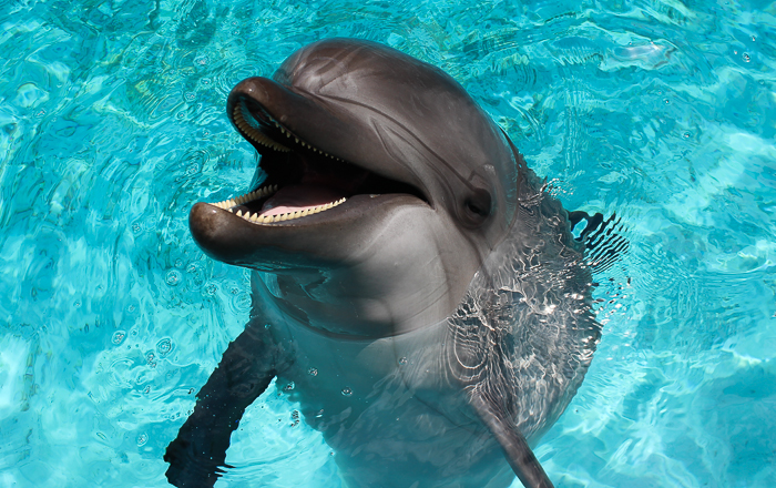 Marineland of Canada, Niagara Falls, Ontario