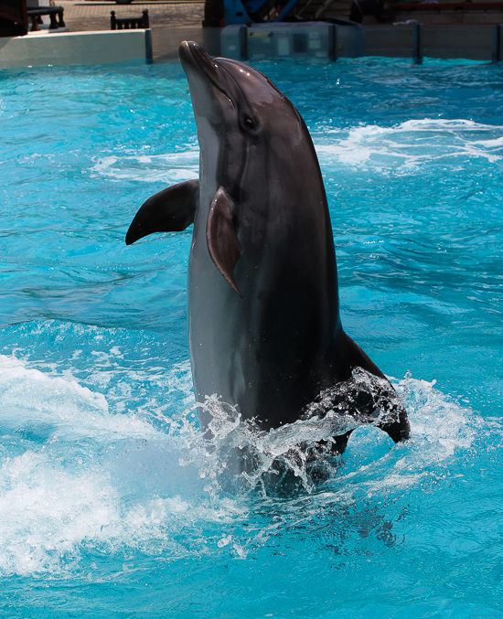 Marineland of Canada, Niagara Falls, Ontario