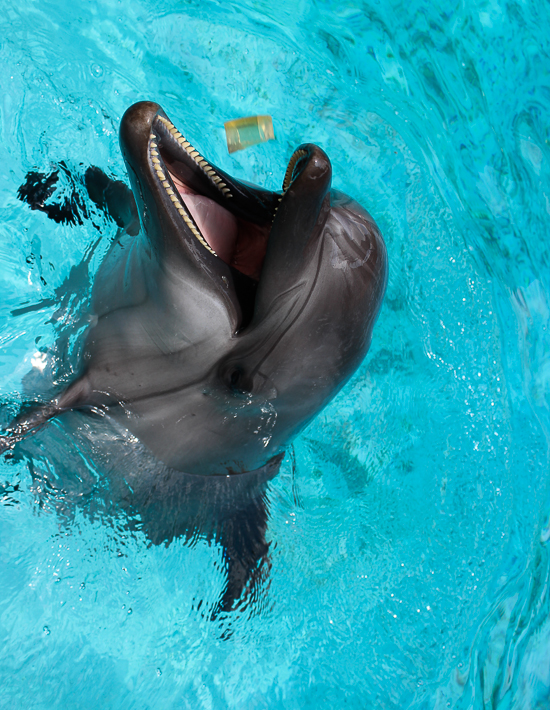 Marineland of Canada, Niagara Falls, Ontario