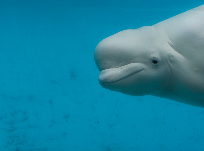 Marineland of Canada, Niagara Falls, Ontario