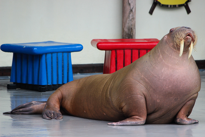 Marineland of Canada, Niagara Falls, Ontario