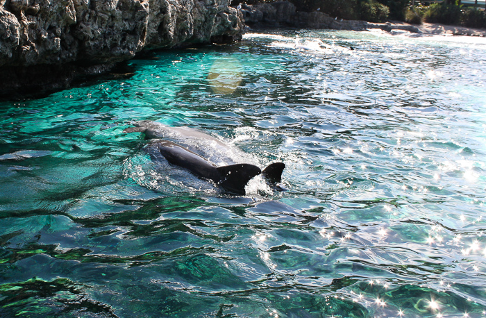 The Dolphin Cove at SeaWorld Orlando, Orlando, Florida