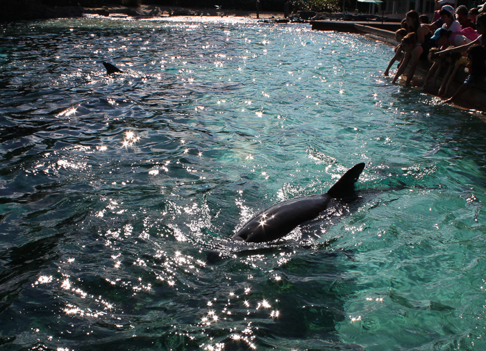 The Dolphin Cove at SeaWorld Orlando, Orlando, Florida