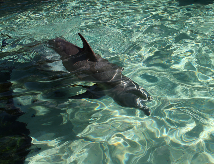 The Dolphin Cove at SeaWorld Orlando, Orlando, Florida