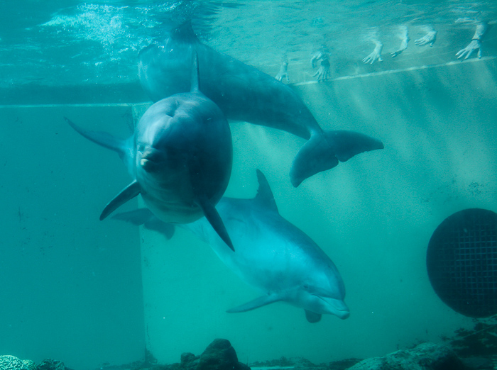 The Dolphin Cove at SeaWorld Orlando, Orlando, Florida