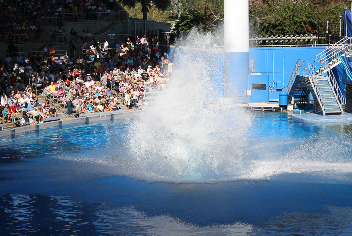 The One Ocean Killer Whale Show, Shamu Stadium at SeaWorld Orlando, Orlando, Florida