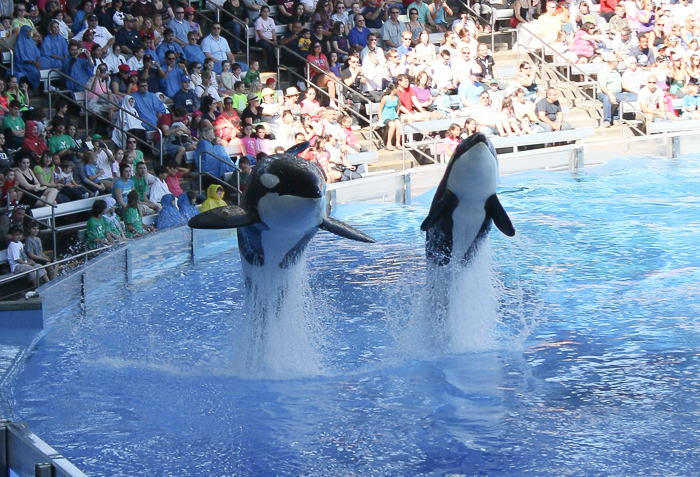 The One Ocean Killer Whale Show, Shamu Stadium at SeaWorld Orlando, Orlando, Florida