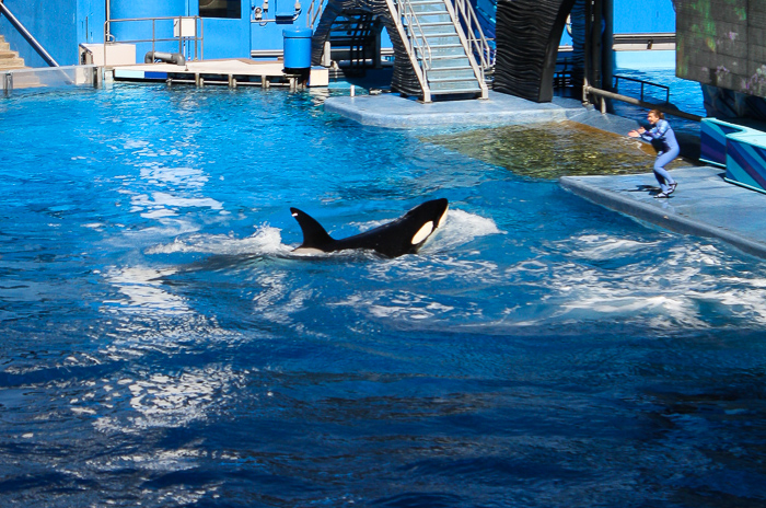 The One Ocean Killer Whale Show, Shamu Stadium at SeaWorld Orlando, Orlando, Florida