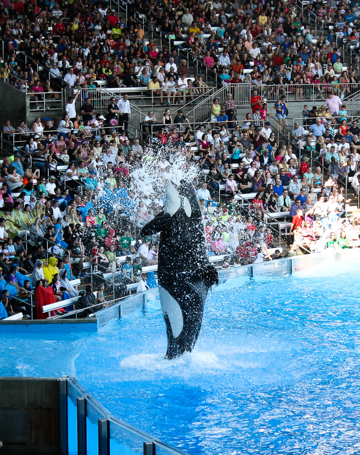 The One Ocean Killer Whale Show, Shamu Stadium at SeaWorld Orlando, Orlando, Florida