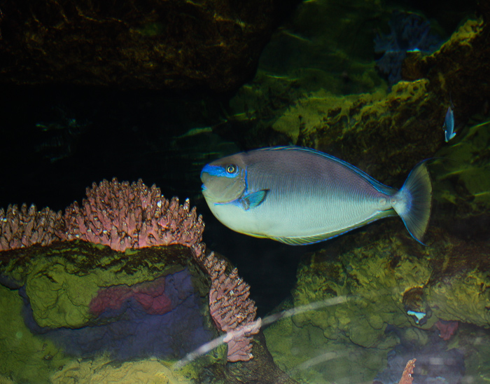 The Shark Encounter at SeaWorld Orlando, Orlando, Florida