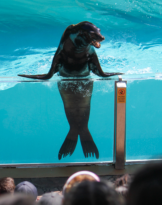 The Kraken roller coaster at SeaWorld Orlando, Orlando, Florida