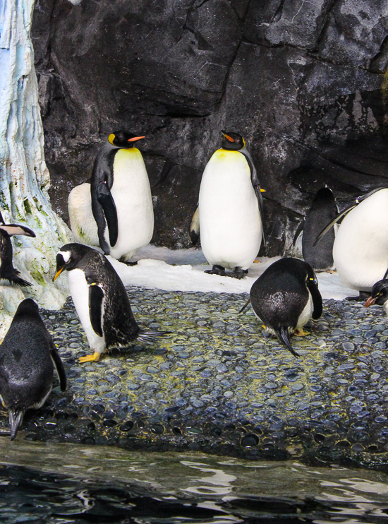 Antarctica Empire of the Pengion at SeaWorld Orlando, Orlando, Florida