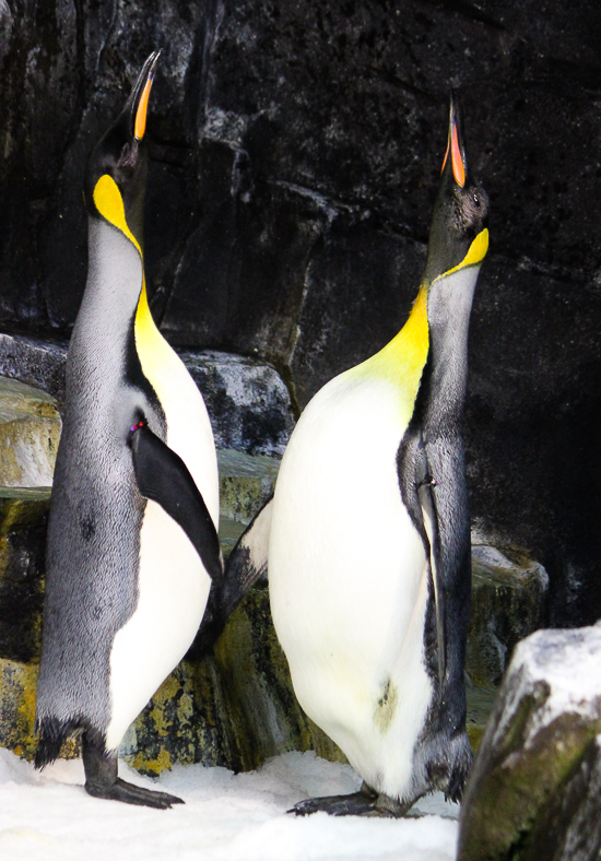 Antarctica Empire of the Pengion at SeaWorld Orlando, Orlando, Florida