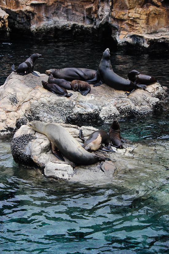 SeaWorld Orlando, Orlando, Florida