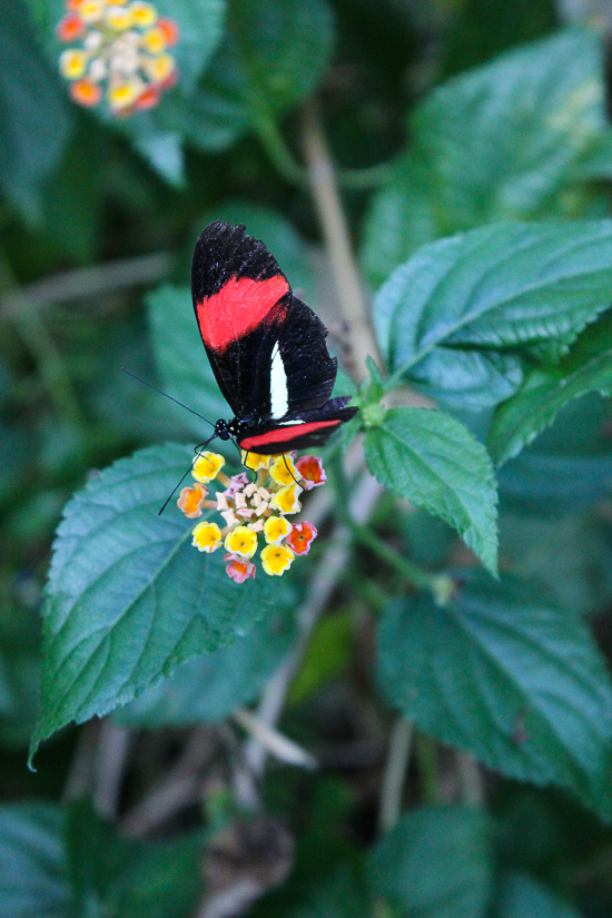 The Butterfly House at Six Flags Discovery Kingdom, Vallejo, California