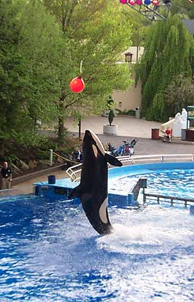 Shouka the killer whale @ Six Flags Worlds of Adventure