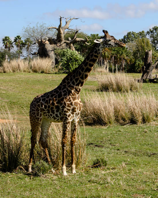 The Kilimanjaro Safaris at Walt Disney World - Disney's Animal Kingdom, Lake Buena Vista, Florida