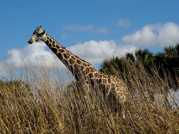 The Kilimanjaro Safaris at Walt Disney World - Disney's Animal Kingdom, Lake Buena Vista, Florida